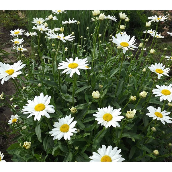 Leucanthemum/Chrysanthemum x superbum 'Becky' - Kerti margaréta