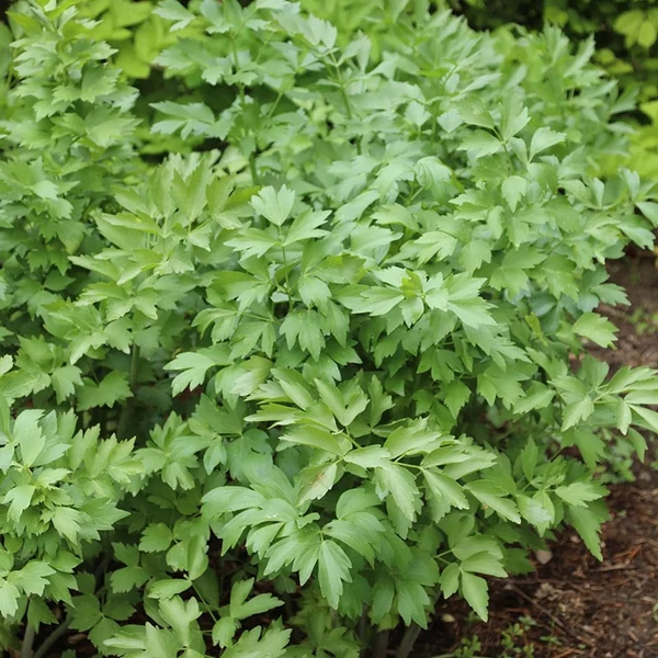 Levisticum officinale -Lestyán