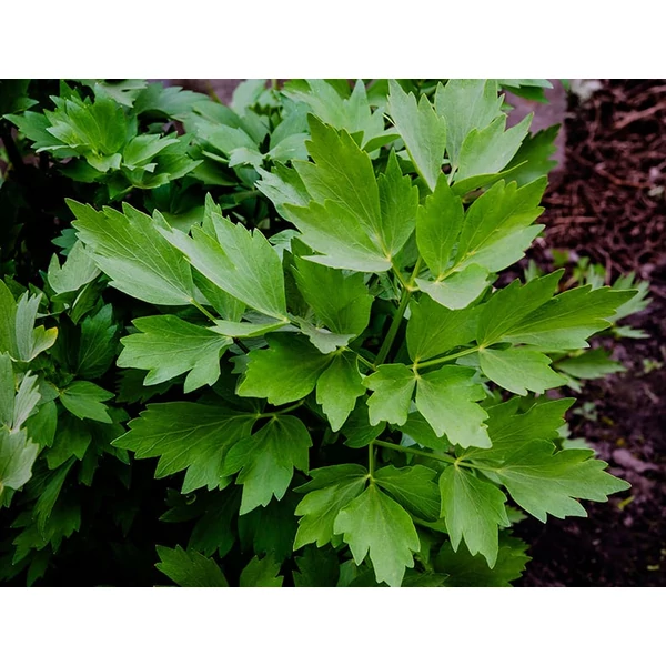 Levisticum officinale -Lestyán