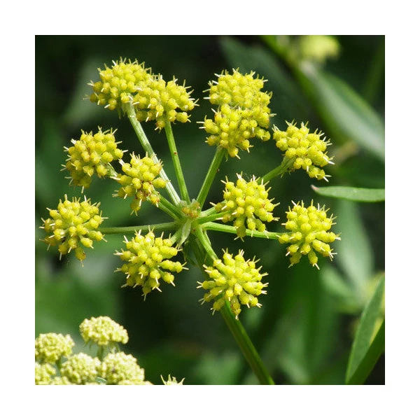 Levisticum officinale -Lestyán