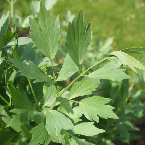 Levisticum officinale -Lestyán