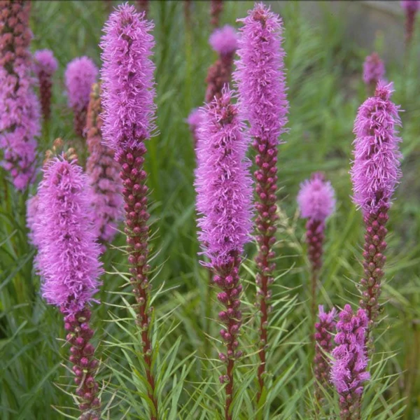 Liatris spicata 'Floristan Violett' - Füzéres díszcsorba