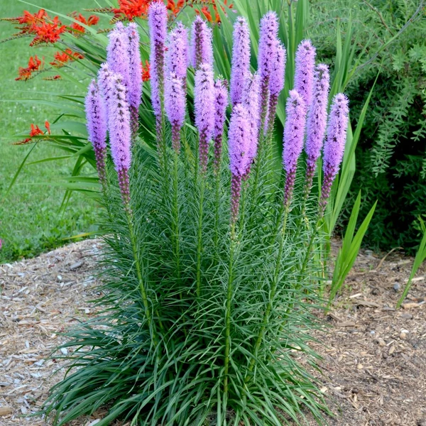 Liatris spicata 'Floristan Violett' - Füzéres díszcsorba