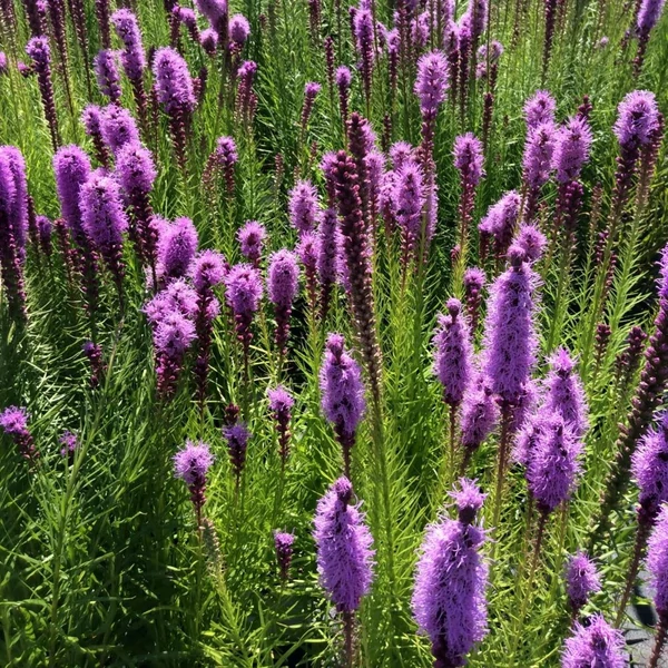 Liatris spicata 'Floristan Violett' - Füzéres díszcsorba