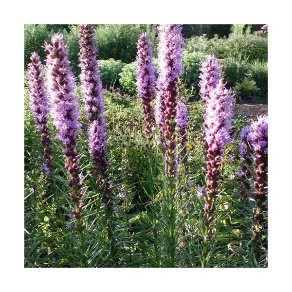 Liatris spicata 'Floristan Violett' - Füzéres díszcsorba