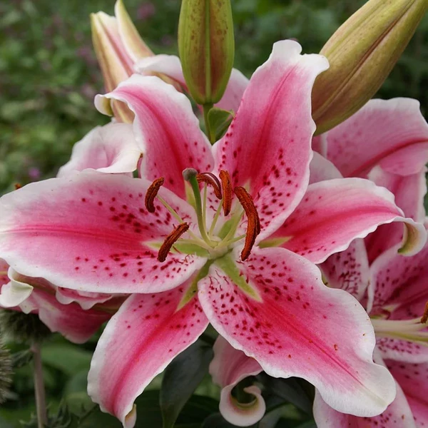 Lilium oriental 'Star Gazer' - Liliom