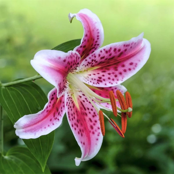 Lilium oriental 'Star Gazer' - Liliom