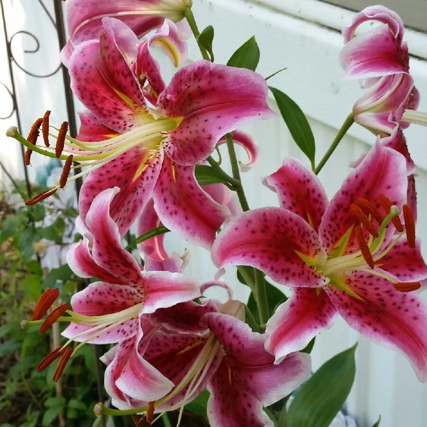 Lilium oriental 'Star Gazer' - Liliom