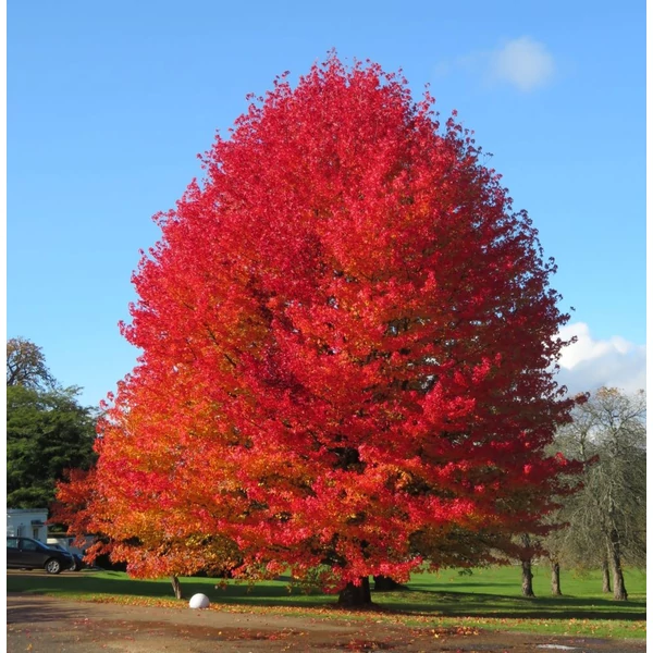 Liquidambar styraciflua - Amerikai ámbrafa
