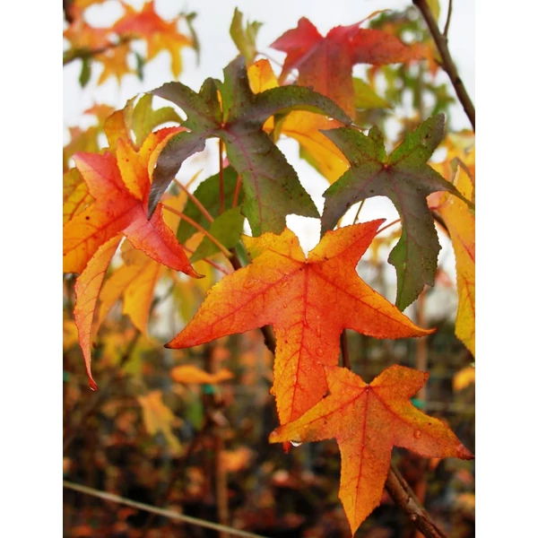 Liquidambar styraciflua - Amerikai ámbrafa