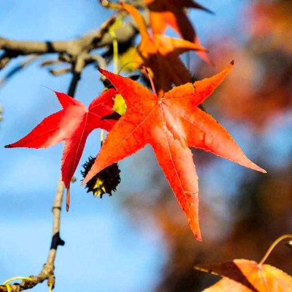 Liquidambar styraciflua - Amerikai ámbrafa