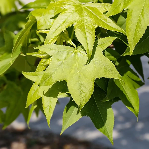 Liquidambar styraciflua - Amerikai ámbrafa
