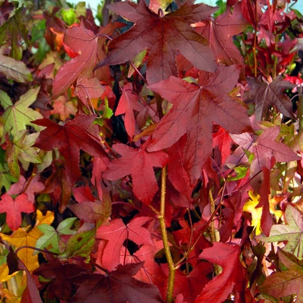 Liquidambar styraciflua 'Slender Silhouette' - Ámbrafa