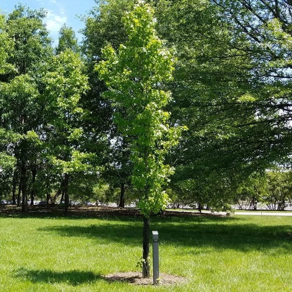 Liquidambar styraciflua 'Slender Silhouette' - Ámbrafa