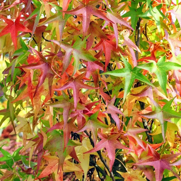 Liquidambar styraciflua 'Slender Silhouette' - Ámbrafa