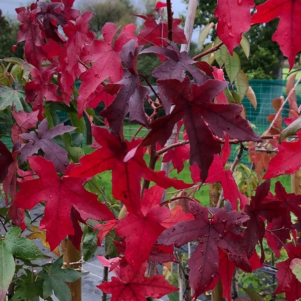 Liquidambar styraciflua 'Worplesdon' - Ámbrafa
