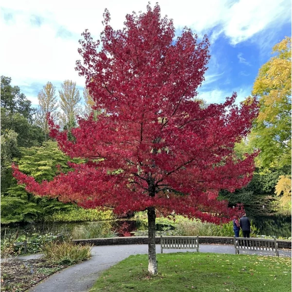 Liquidambar styraciflua 'Worplesdon' - Ámbrafa