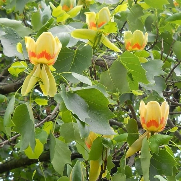 Liriodendron tulipifera - Tulipánfa