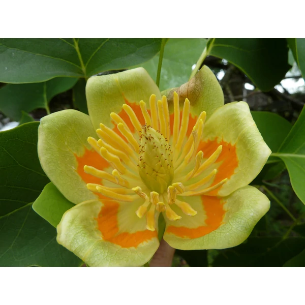 Liriodendron tulipifera - Tulipánfa