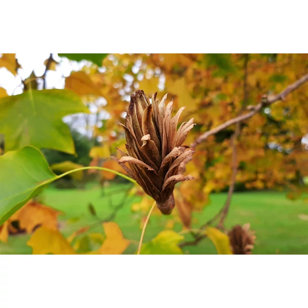 Liriodendron tulipifera - Tulipánfa