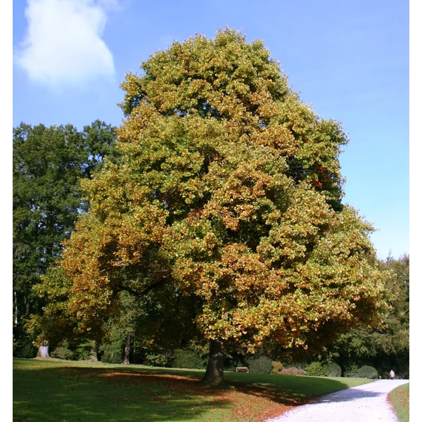 Liriodendron tulipifera - Tulipánfa