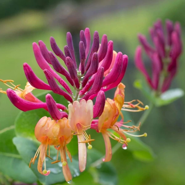 Lonicera x heckrottii 'American Beauty' – Futólonc