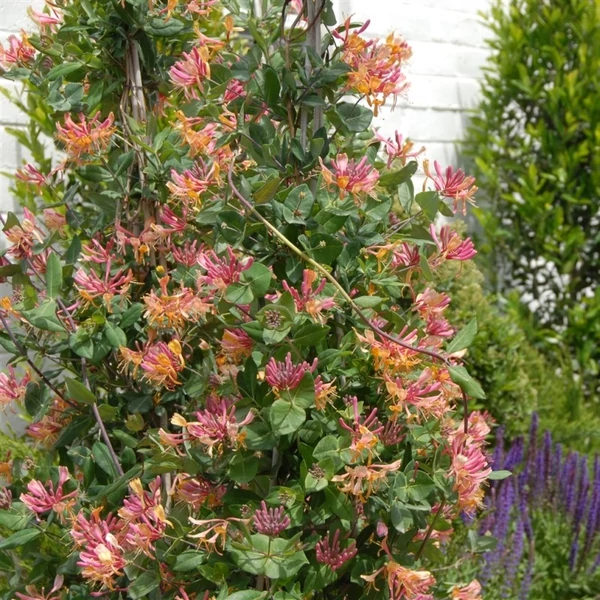 Lonicera x heckrottii 'American Beauty' – Futólonc