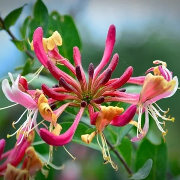 Lonicera x heckrottii 'American Beauty' – Futólonc