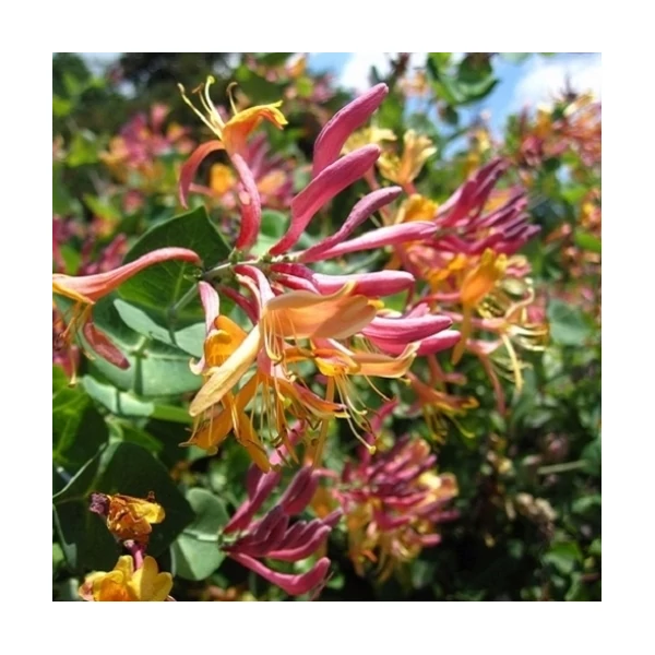 Lonicera x heckrottii 'American Beauty' – Futólonc