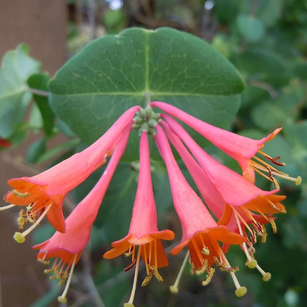 Lonicera x brownii 'Dropmore Scarlet' - Skarlát trombitalonc