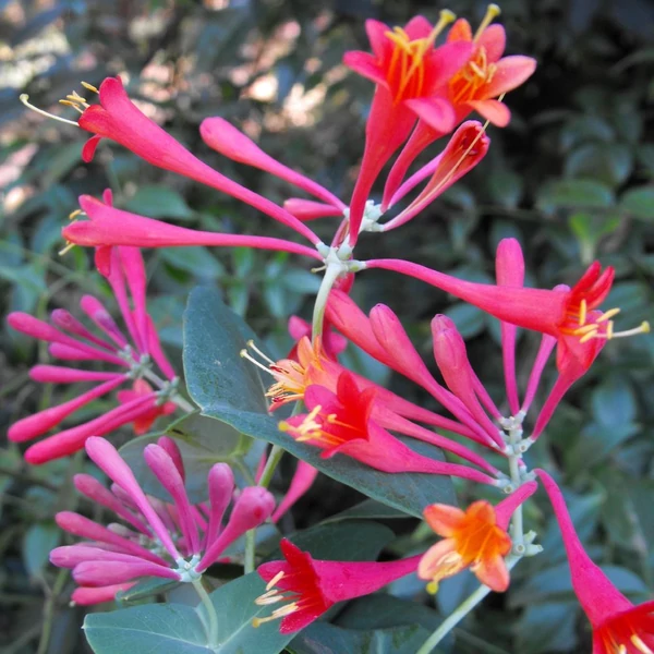 Lonicera x brownii 'Dropmore Scarlet' - Skarlát trombitalonc
