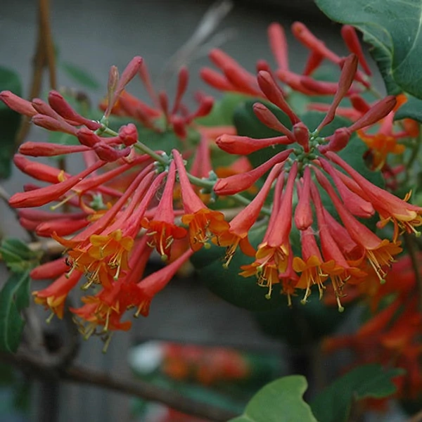 Lonicera x brownii 'Dropmore Scarlet' - Skarlát trombitalonc