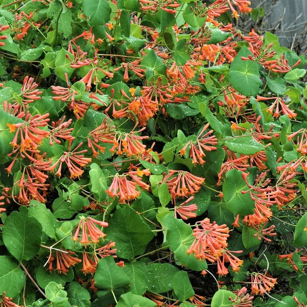 Lonicera x brownii 'Dropmore Scarlet' - Skarlát trombitalonc