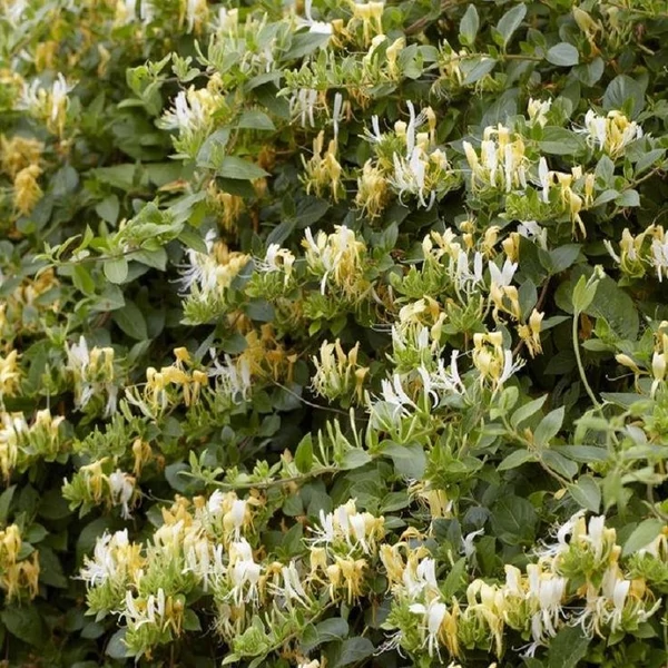 Lonicera fragrantissima - Illatos lonc