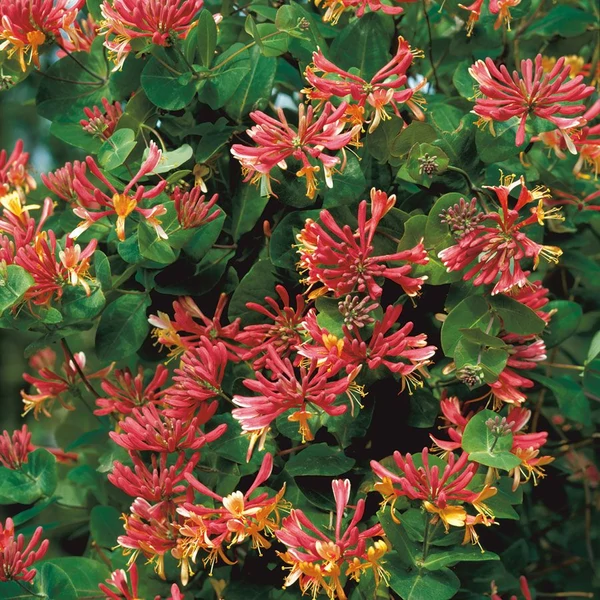 Lonicera x heckrotti 'Goldflame' - Kúszólonc