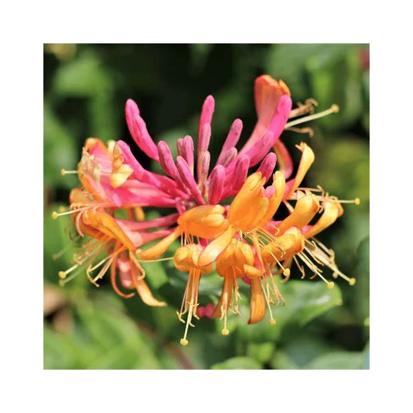 Lonicera x heckrotti 'Goldflame' - Kúszólonc