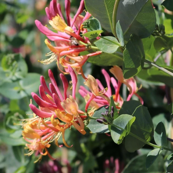 Lonicera x heckrotti 'Goldflame' - Kúszólonc