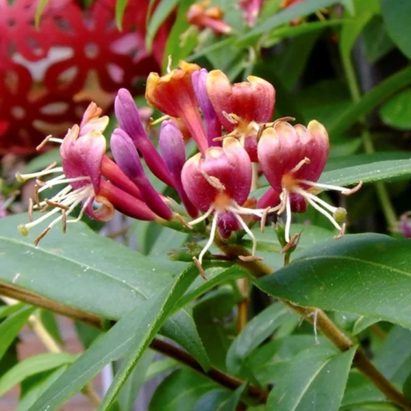 Lonicera henryi - Örökzöld futólonc