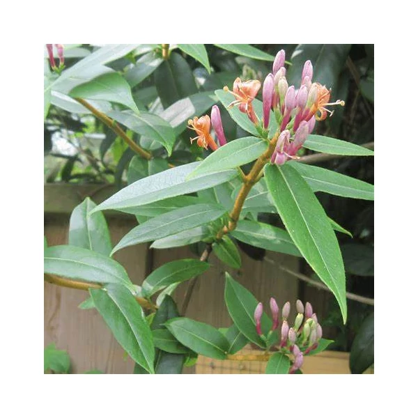 Lonicera henryi - Örökzöld futólonc