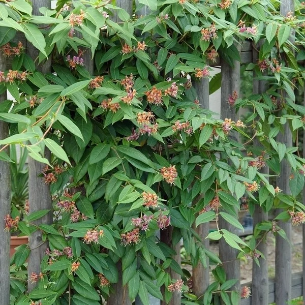 Lonicera henryi - Örökzöld futólonc