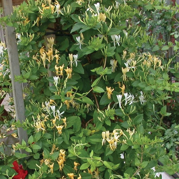 Lonicera japonica 'Halliana' - Japán futólonc