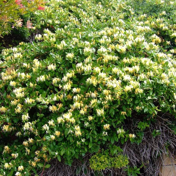 Lonicera japonica 'Halliana' - Japán futólonc