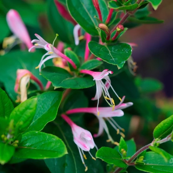 Lonicera japonica 'Red World' - Japán futólonc