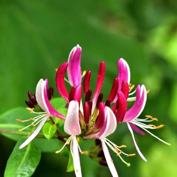 Lonicera japonica 'Red World' - Japán futólonc
