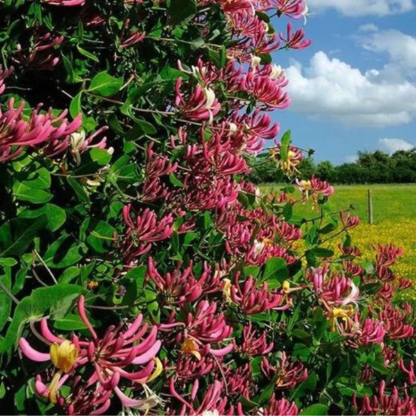 Lonicera japonica 'Red World' - Japán futólonc