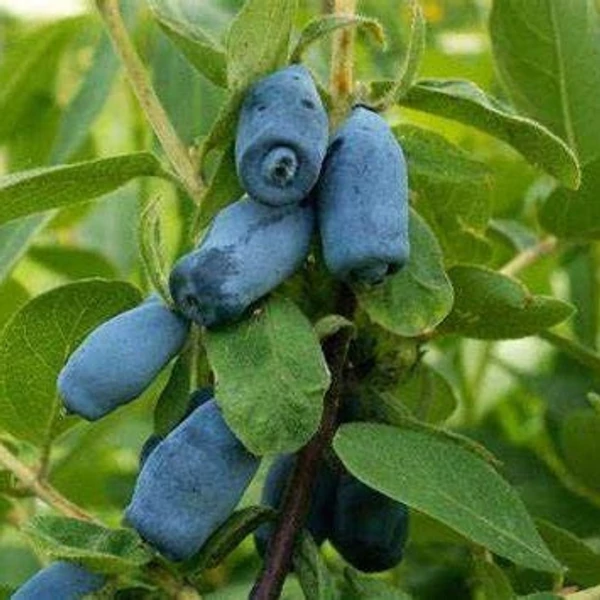 Lonicera kamtschatica 'Blue Velvet' - Kamcsatkai mézbogyó