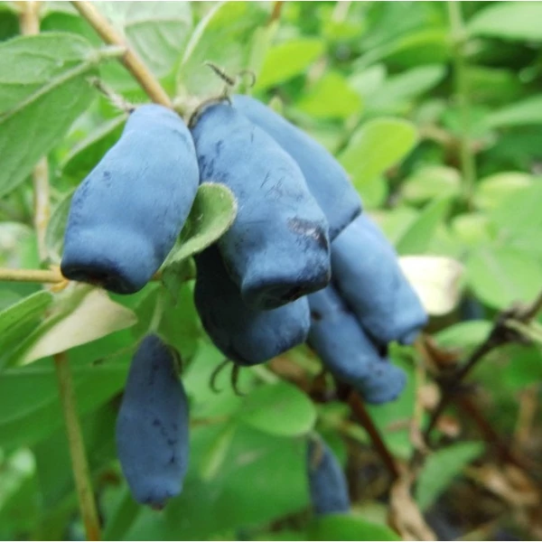 Lonicera kamtschatica 'Blue Velvet' - Kamcsatkai mézbogyó