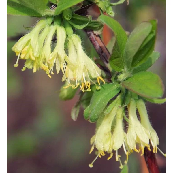 Lonicera kamtschatica 'Duet' - Kamcsatkai mézbogyó