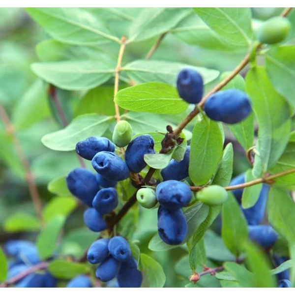 Lonicera kamtschatica 'Duet' - Kamcsatkai mézbogyó