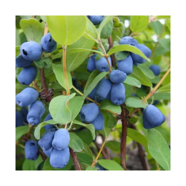 Lonicera kamtschatica 'Duet' - Kamcsatkai mézbogyó